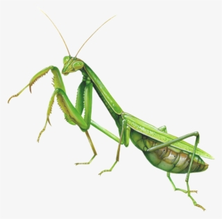 Mantis Clipart Insect Bug - Praying Mantis Fighting Stance #8119317