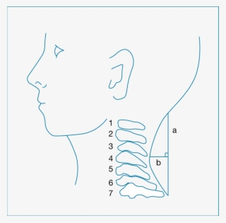 Measurement Of Cervical Curve With Flexible Ruler - Drawing #8119575