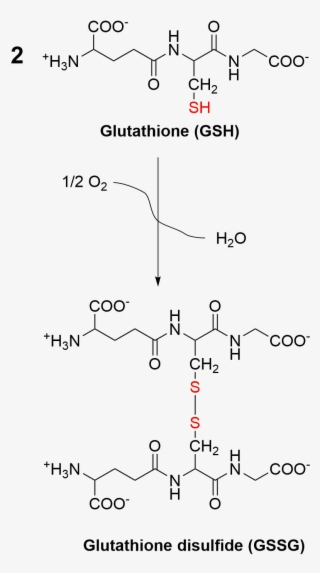 Oxidation Of Glutathione To Glutathione Disulfide - Glutathione To Glutathione Disulfide #8119673
