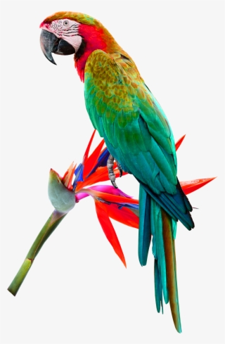 Macaw Png #8120543