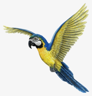 Macaw #8120863