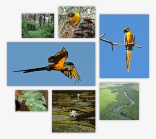 Blue Throated Macaw Summary - Macaw #8120913