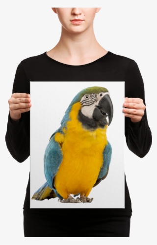 Macaw Canvas - Canvas #8121007