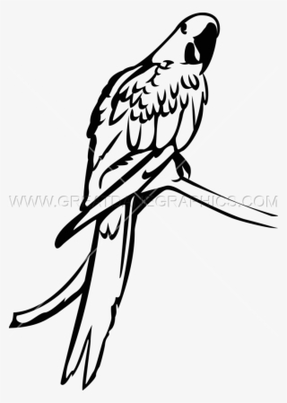 Macaw Clipart Hyacinth Macaw - Hyacinth Macaw Black And White #8121043