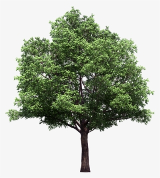 Vector Trees Plan Png - Tree With No Background #8123165