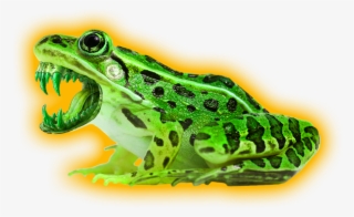 David Liebe Hart - Gilaki Language #8123311