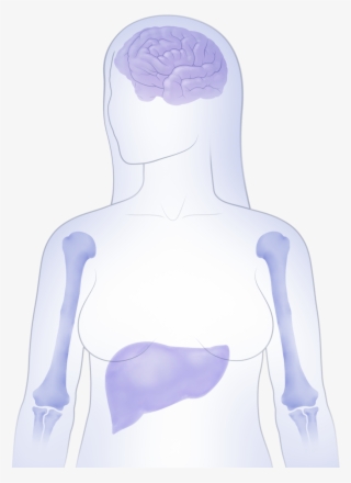Learn How Ibrance Works - Spandex #8123506