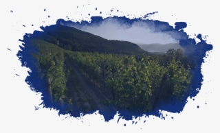 Natural, Long-lived And Above All, Italian - Shortleaf Black Spruce #8128066