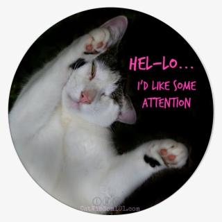 Odin Funny Cat Attention - Domestic Short-haired Cat #8128441