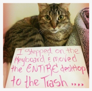 21 Hilarious Photos Of Cats Being Shamed For Their - Cat #8129169