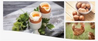 I Only Trust Toplay - Egg #8133554