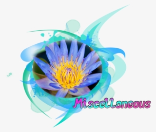 The Bookworm's Solace Zamy's Lily Pad - Illustration #8134082