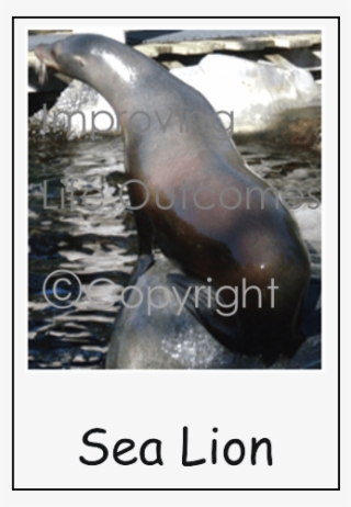 California Sea Lion #8134772