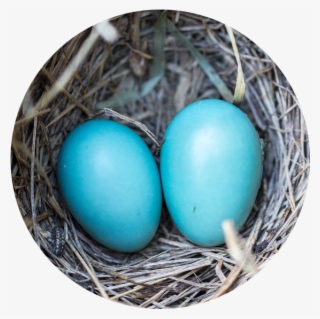 Blue Eggs In Nest - Egg #8134932