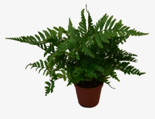 Mini Plants - Houseplant #8135118