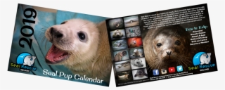 Now Half Price Our 2019 Calendar Is Now Only €5 - Two-toed Sloth #8135364