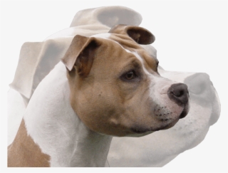 Photos - - Companion Dog #8136509