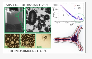 A Team Of Researchers At The Lps Of Université Paris-sud - Animal #8136917