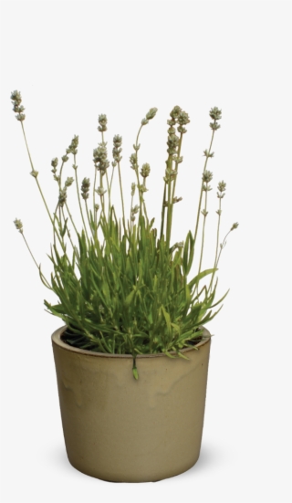 Flowerpot #8137393
