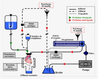 Schéma Représentant Le Système De Coeur Isolé Perfusé - Diagram #8138381