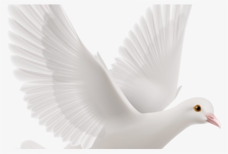 Website Integration And Updates - Water Bird #8138558