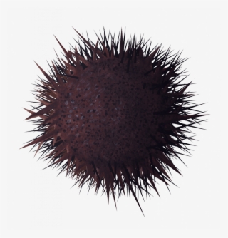 Stony Sea Urchin - Sea Urchin #8138729