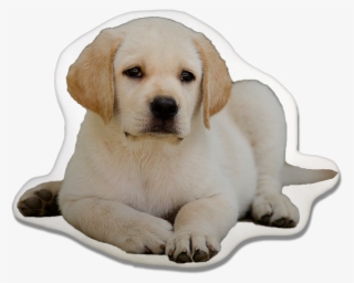 Dog Pillow Pawjoy - Labrador Retriever #8138830