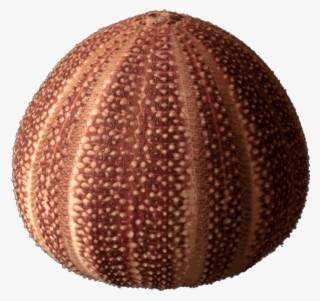 Sea Urchin Strongylocentrotus Franciscanus - Echinoderm Skeleton #8138901