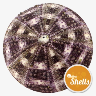 Sea - Circle #8138940