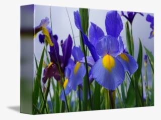 Blue Iris Flower - Iris #8139274