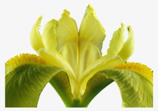 Iris, Isolated, Blossom, Bloom, Plant, Yellow Flowers - Iris #8139312