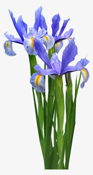 Dutch Iris Plant Bulb - Transparent Iris Flower Png #8139353