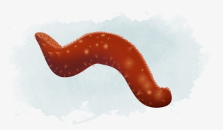 Sea Cucumber And Urchin - Insect #8139555