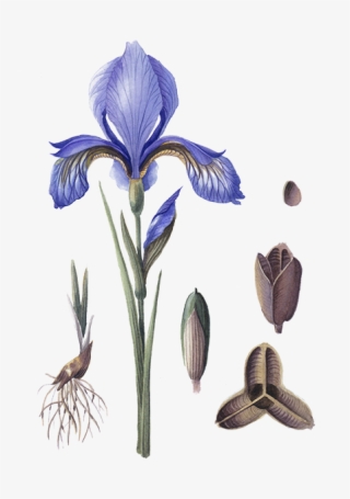 Iris Albicans #8139562