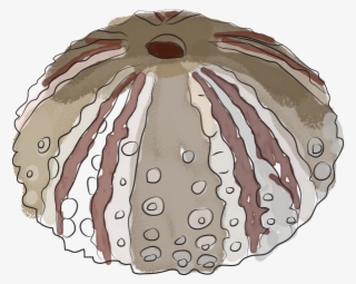 Sea Urchins - Illustration #8139646