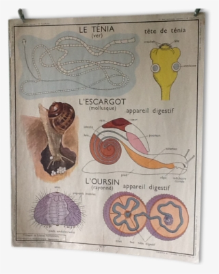 Displays Educational Vintage - School #8139873