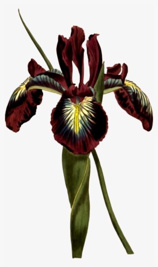 Botany Curtis's Botanical Magazine Botanical Illustration - Botanical Illustration #8140000