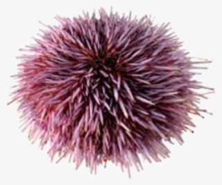 Sea Urchin No Background #8140025