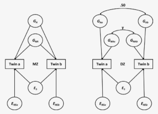 Twin Model For Monozygotic And Dizygotic (dz) Twins - Diagram #8140342