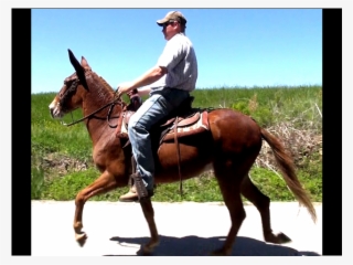 Movie Snapshot - Stallion #8140883