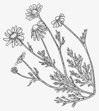 Chamomile Leaves Art - Chamomile Leaf Drawing #8143812
