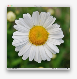 Image Library Acorn Scrapbooking Screen Shot At Pmpng - Wenn Du Mich Nicht Liebst #8144068