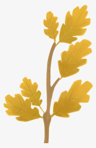 Leaf And Flower Textures For The Different Variants - Euryops Pectinatus #8146170