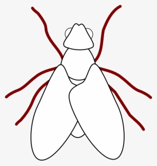 Fly Line Drawing Svg Clip Arts 564 X 597 Px #8146197