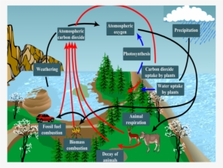 Png Library Download Collection Of High Quality Free - Carbon Oxygen Cycle Detailed #8146403