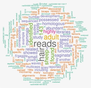 Stem Loop Sequence Oar Let 7c - Hsa Let 7a 3p 5p 3 Utr #8148052