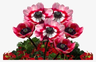 Poppies, Poppy, Mohngewaechs, Poppy Flower, Red Poppy - Poppies Png #8151157