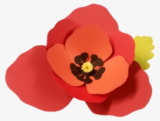 Poppy - Corn Poppy #8151575