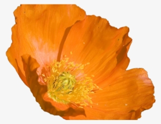 Poppy Clipart Orange Poppy - California Poppy Flower Png #8151615