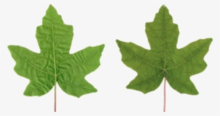 Leaves Texture #8152542 Leaves Texture #8152542